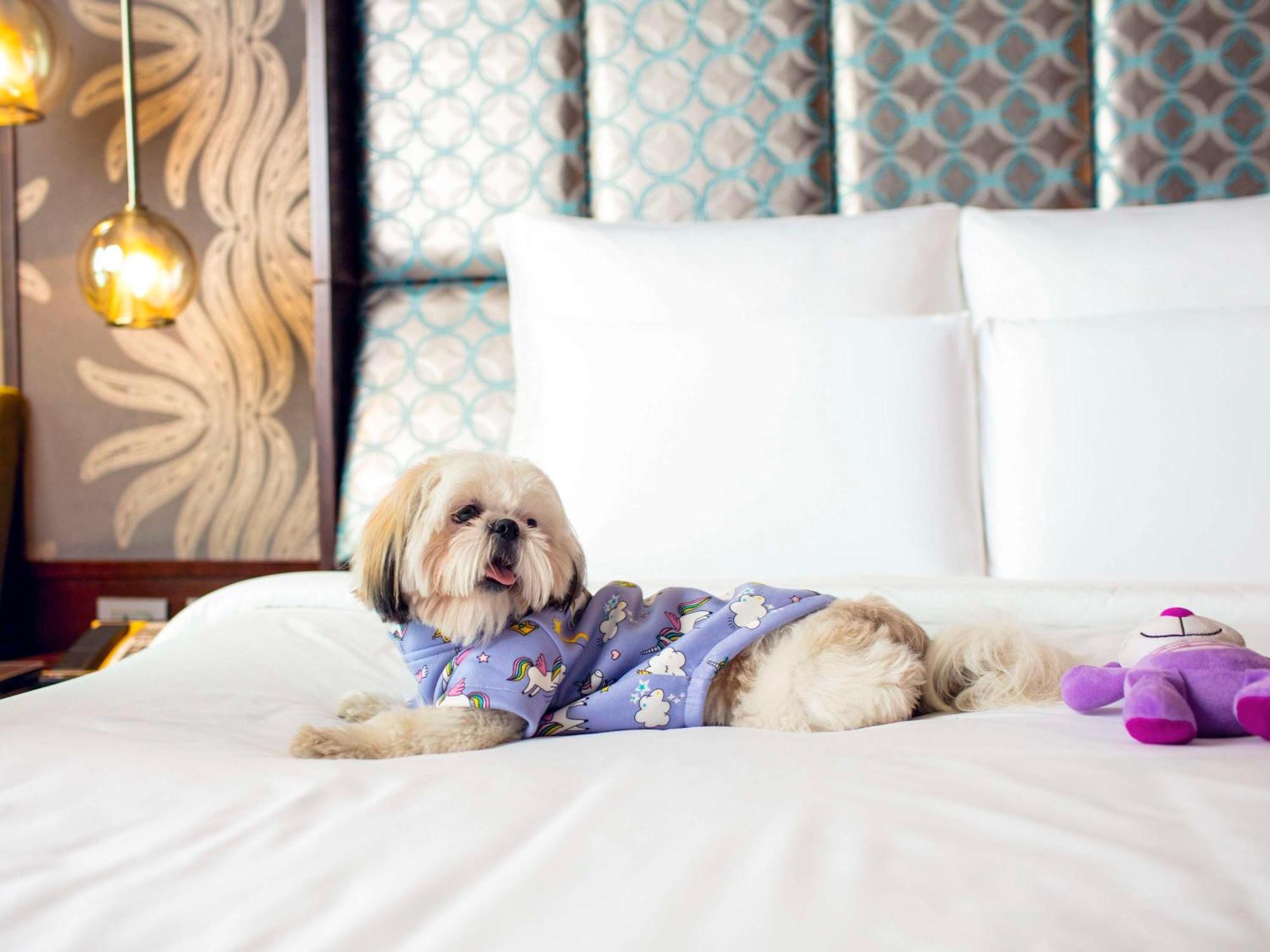 풀만 뉴델리 인터네셔널 에어포트- 아코르 럭셔리 브랜드 호텔 외부 사진 A dog at the Four Seasons Hotel